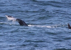 First gray whale fluke photo of the week -- with bonus comorant flying past.